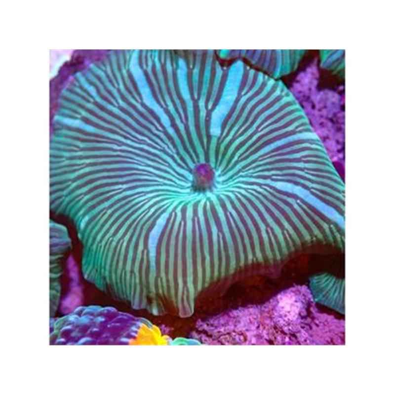 Discosoma	sp. Watermelon - imagine 3